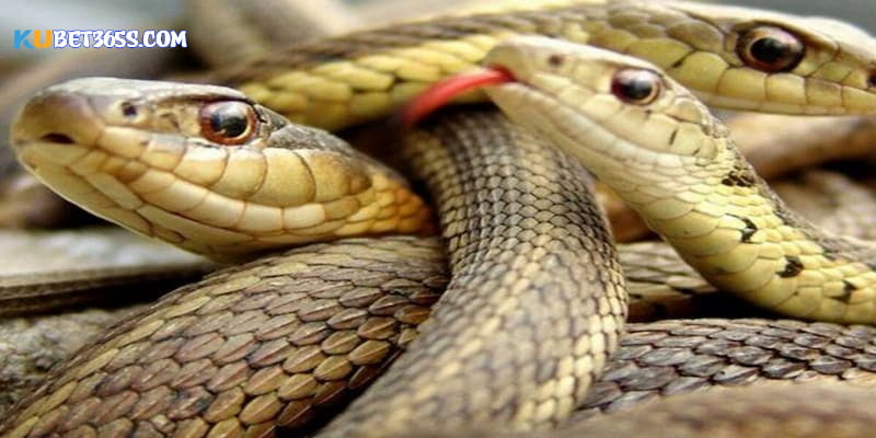 Rắn là một loài vật rất linh thiên Rắn là một loài vật rất linh thiên