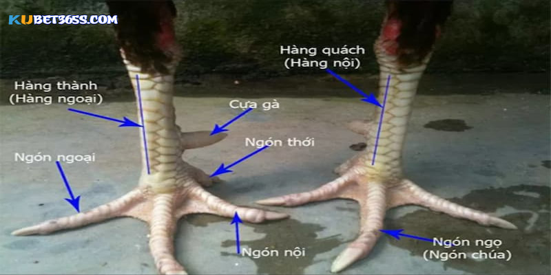 Cách coi vảy gà đá và vị trí trên chân gà Cách coi vảy gà đá và vị trí trên chân gà