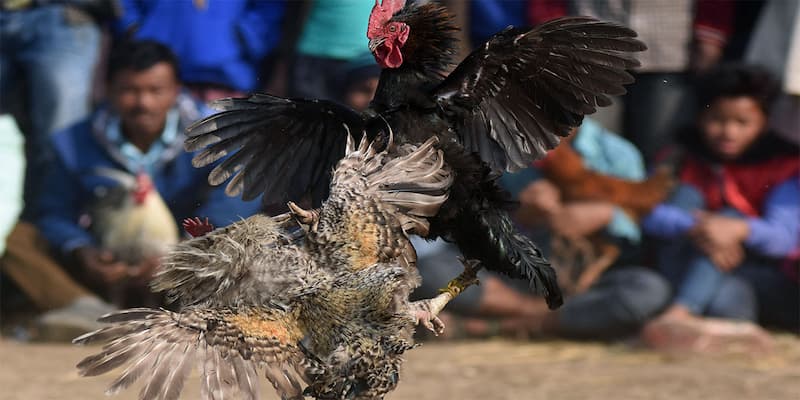 Máu lửa với những chiến kê Máu lửa với những chiến kê