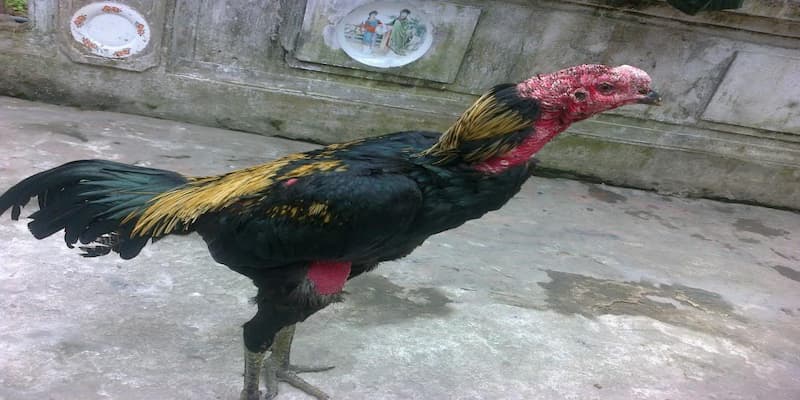 Cách nuôi gà đá tơ chất lượng nhất Cách nuôi gà đá tơ chất lượng nhất