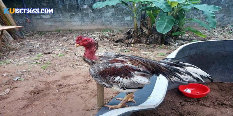 Thuốc cho gà đá không chạy được quan tâm lớn Thuốc cho gà đá không chạy được quan tâm lớn