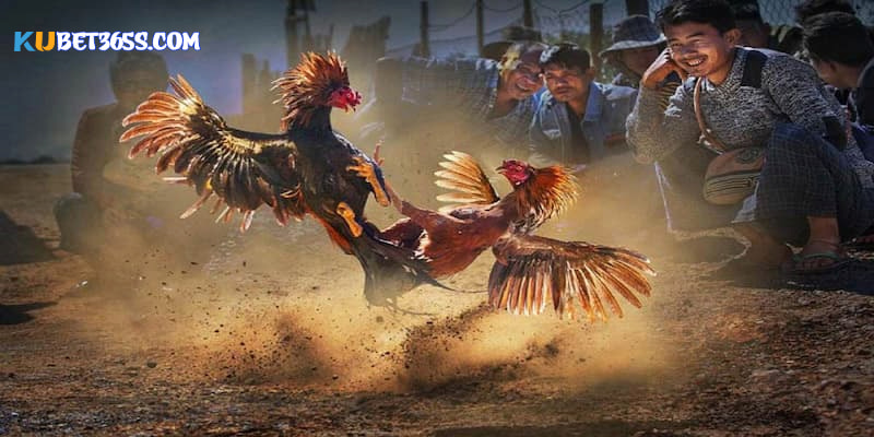 Những sai sót trong bộ môn đá gà Những sai sót trong bộ môn đá gà
