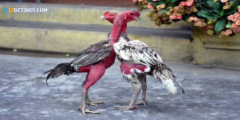 Nhìn mồng gà đá để xem chúng có thể mang chiến thắng không Nhìn mồng gà đá để xem chúng có thể mang chiến thắng không