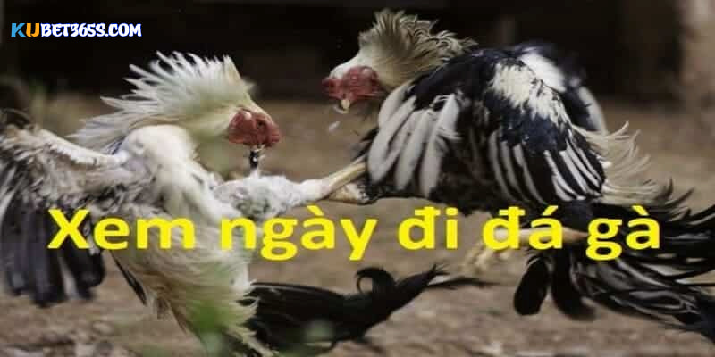 Bí kíp đá gà: Xem ngày tốt Bí kíp đá gà: Xem ngày tốt
