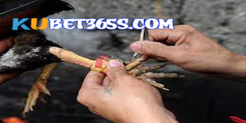 Sức khỏe gà đá cựa sắt là một yếu tố rất quan trọng Sức khỏe gà đá cựa sắt là một yếu tố rất quan trọng