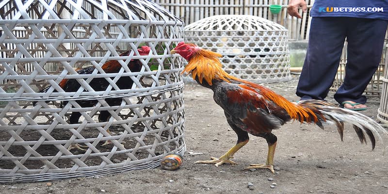 Cách huấn luyện gà đá Cách huấn luyện gà đá