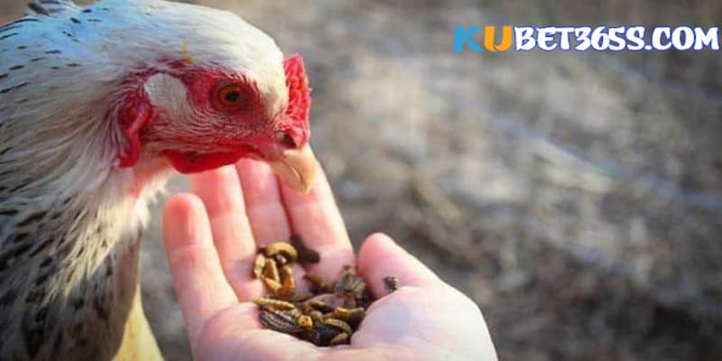 cách nuôi gà đá mau mập cách nuôi gà đá mau mập