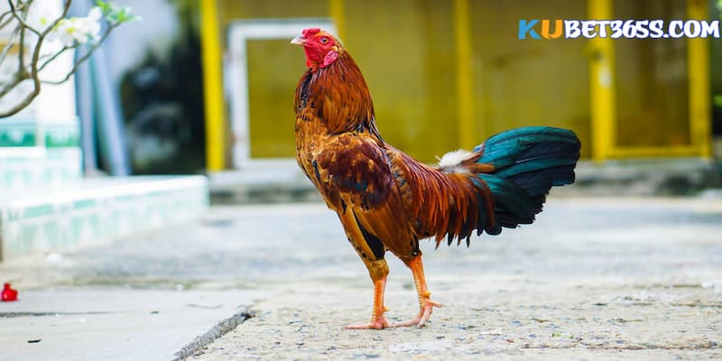 cách nuôi gà đá mau mập cách nuôi gà đá mau mập