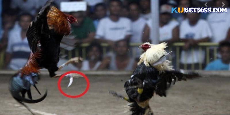 Cách thả gà đá cựa sắt Cách thả gà đá cựa sắt