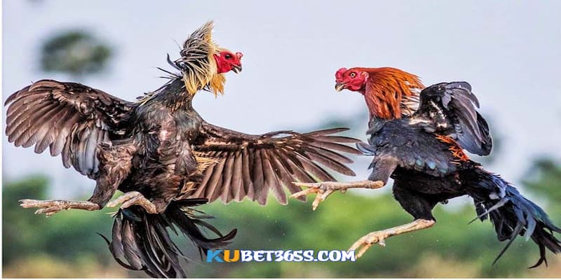 Cho gà đá uống mật ong Cho gà đá uống mật ong