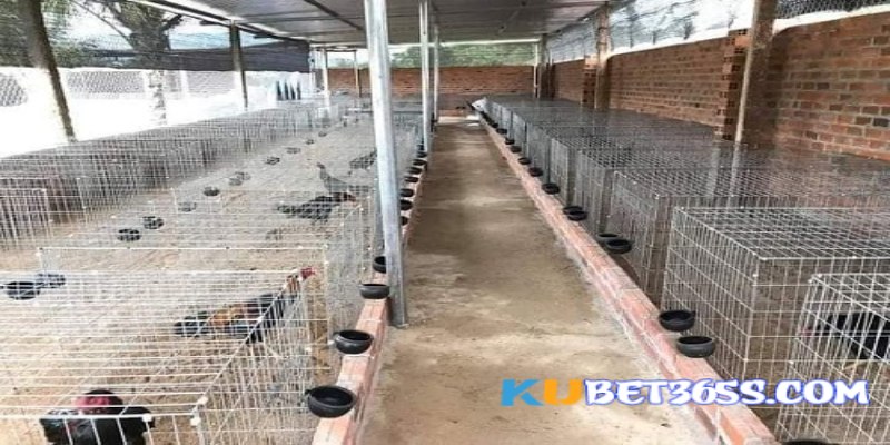 chuồng nuôi gà đá chuồng nuôi gà đá