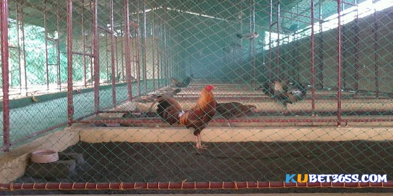 chuồng nuôi gà đá chuồng nuôi gà đá