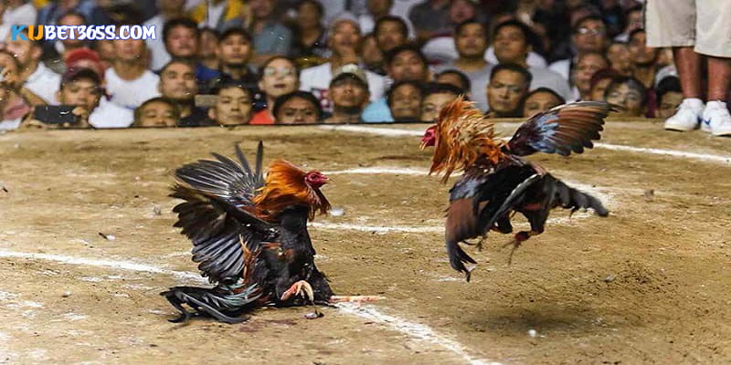 Tổng quan về sân đá gà thomo Tổng quan về sân đá gà thomo