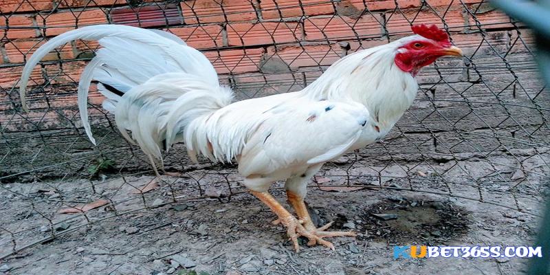 Gà bướm đá ngày nào Gà bướm đá ngày nào