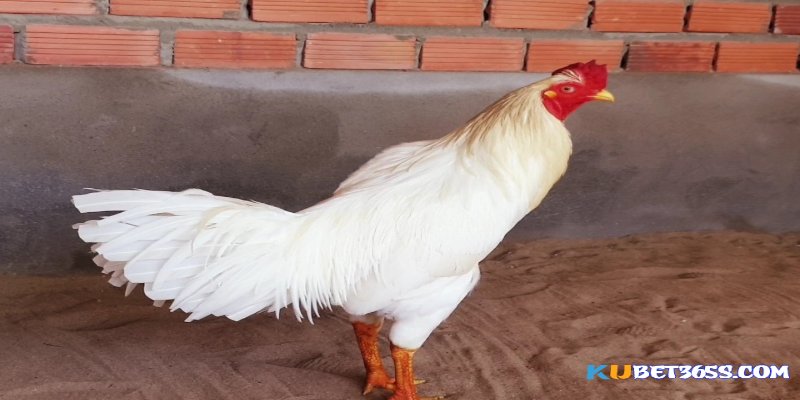 Gà bướm đá ngày nào Gà bướm đá ngày nào
