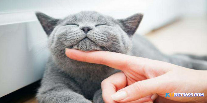 Chiêm bao mèo nên chọn đánh số nào Chiêm bao mèo nên chọn đánh số nào