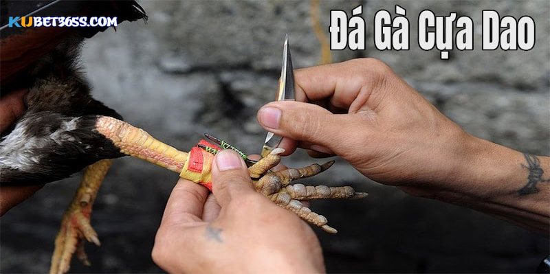 Tên gọi là "cựa dao" do được trang bị một cặp lưỡi dao ở chân Tên gọi là "cựa dao" do được trang bị một cặp lưỡi dao ở chân