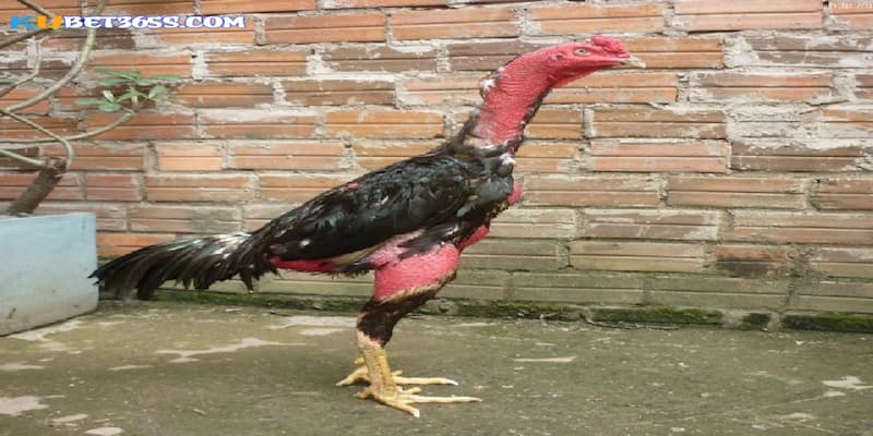 Gà đòn với dáng đứng uy vệ có sức bền đáng kinh ngạc Gà đòn với dáng đứng uy vệ có sức bền đáng kinh ngạc