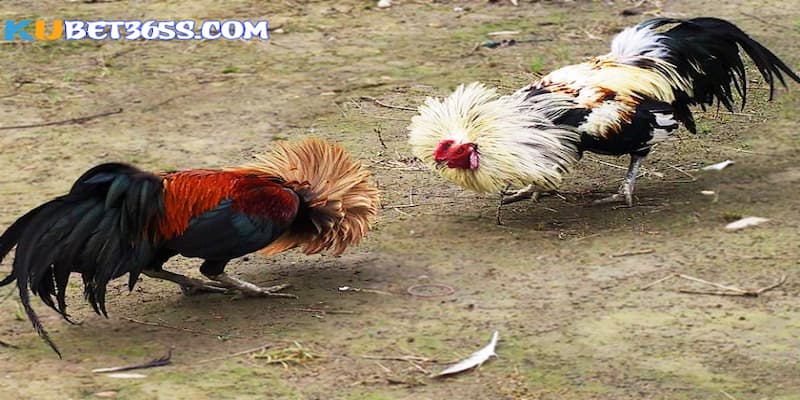 Các loại gà phổ biến nhất thường có màu đỏ, trắng và đen Các loại gà phổ biến nhất thường có màu đỏ, trắng và đen