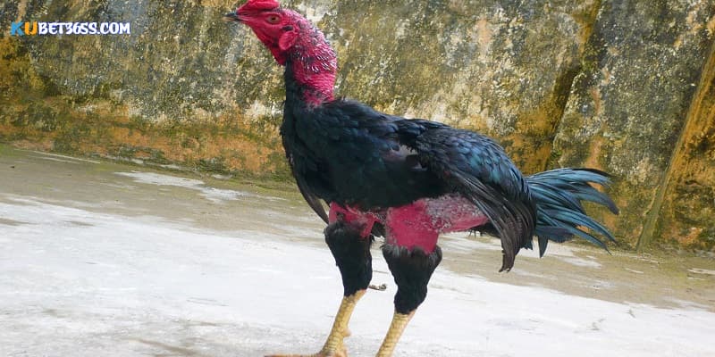 Sản phẩm giúp cho gà đá phát triển nhanh và tốt nhất Sản phẩm giúp cho gà đá phát triển nhanh và tốt nhất