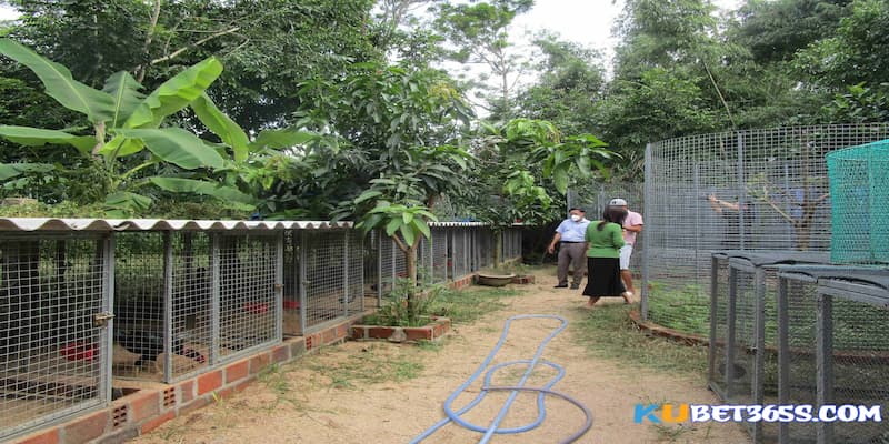 trại gà đá đẹp trại gà đá đẹp