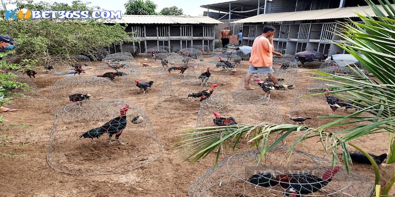 trại gà đá đẹp trại gà đá đẹp