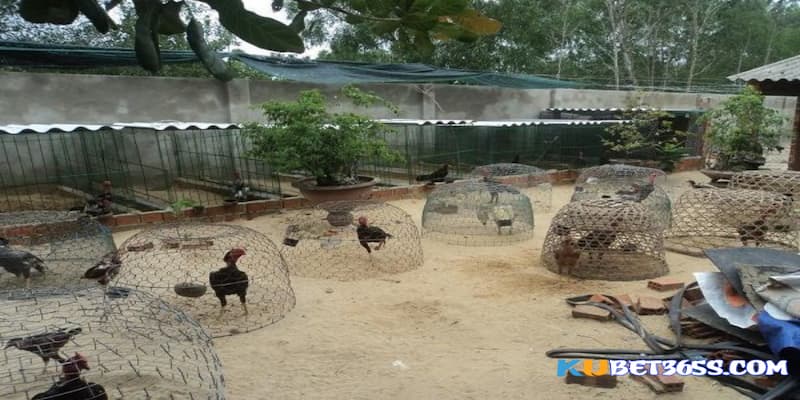 trại gà đá đẹp trại gà đá đẹp
